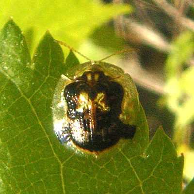 20070503 明野の森散歩：ジンガサハムシ （山梨県北杜市）_d0090322_2143649.jpg