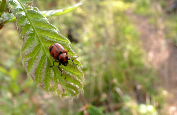 20070503 明野の森散歩：ジンガサハムシ （山梨県北杜市）_d0090322_21483276.jpg