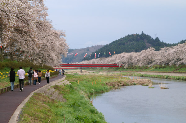 夏井の千本桜_d0048726_22475921.jpg