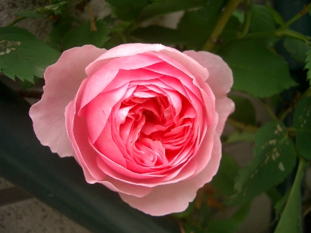 c0025140_1554110.jpg