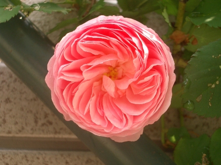 c0025140_1573531.jpg