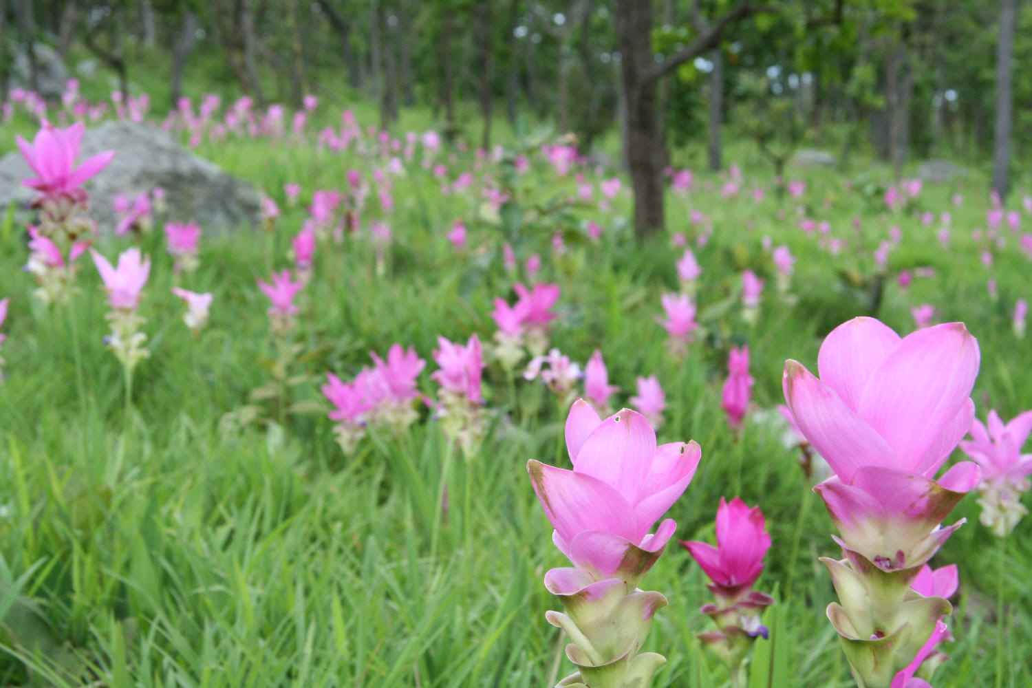 ピンク色のショウガの花　（２００７年５月０３日）_a0094850_21173589.jpg