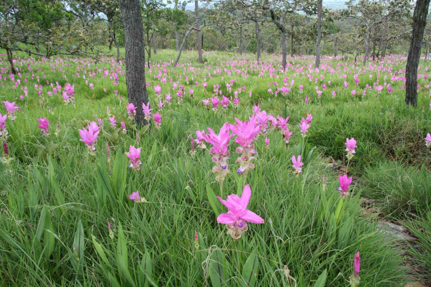 ピンク色のショウガの花　（２００７年５月０３日）_a0094850_21215683.jpg