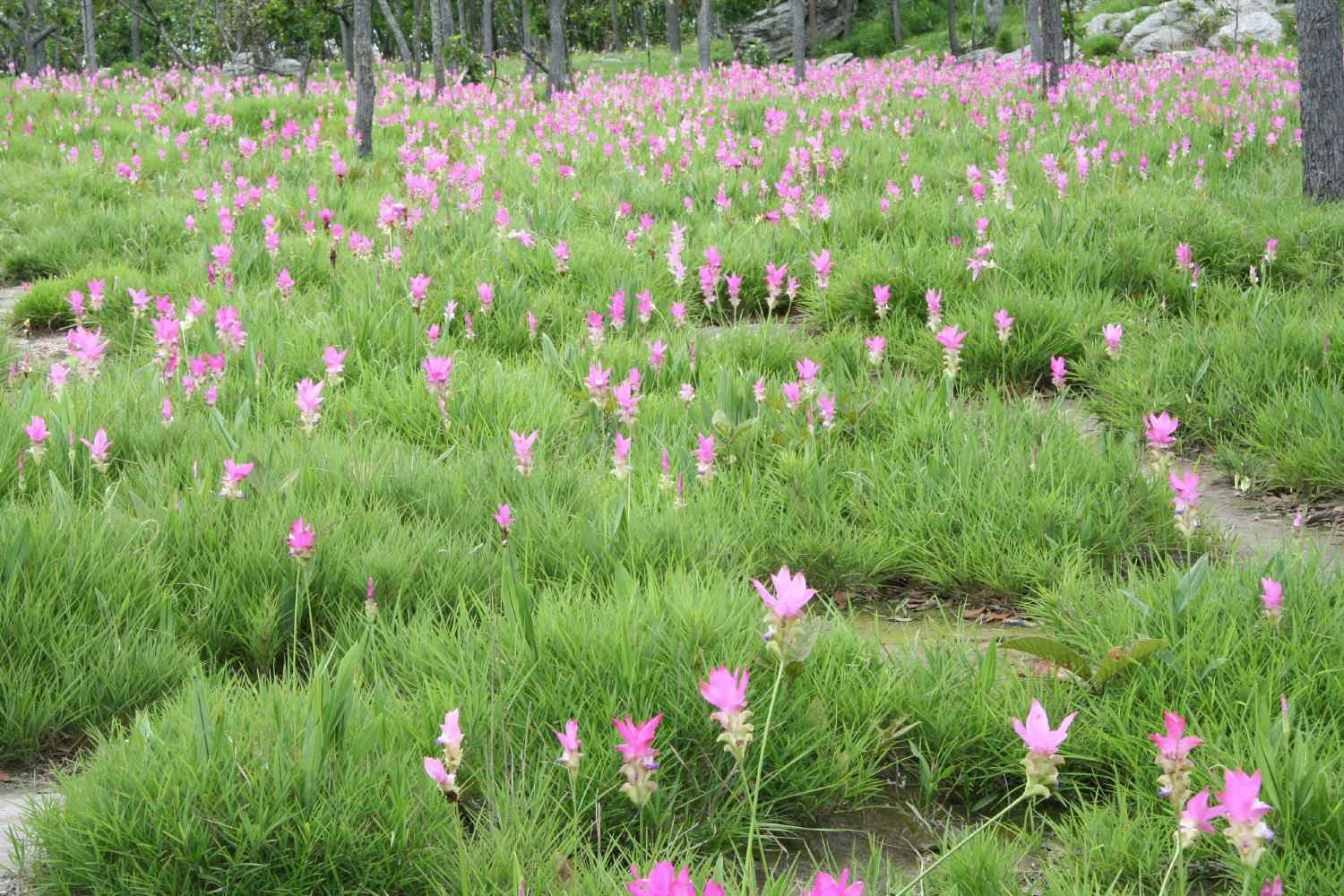 ピンク色のショウガの花　（２００７年５月０３日）_a0094850_2121847.jpg