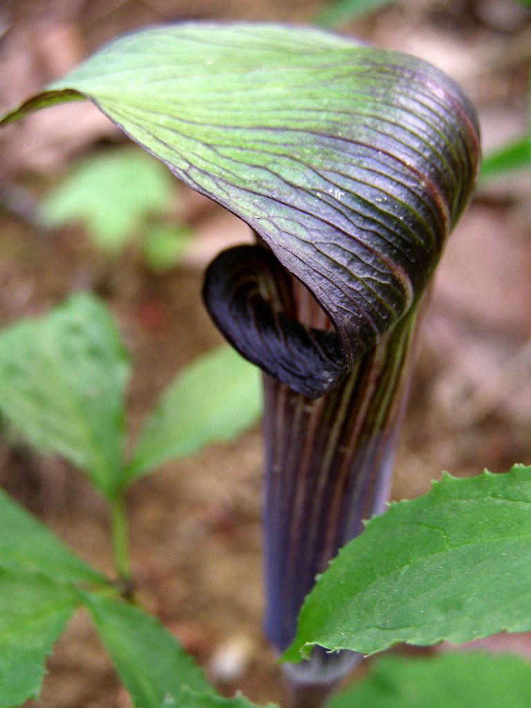 e0064158_15702.jpg