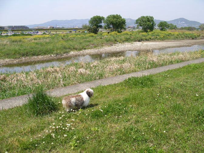 猪名川から池田へ　その壱　わんことポタ_d0116268_205749.jpg