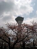 桜前線も到着！_b0081270_1155830.jpg