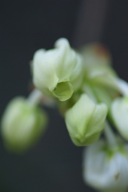 どうだんつつじ　－満天星の花ー_d0079278_2231090.jpg