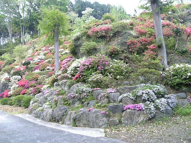 海禅寺のつつじ_a0078986_063478.jpg