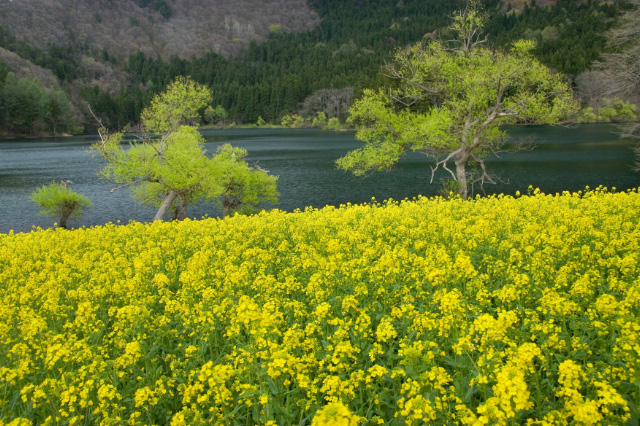 長野県 飯山市 北竜湖_c0092386_1951819.jpg