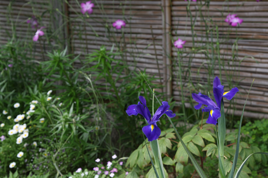 箱崎花庭園の花たち４_c0007190_20495618.jpg