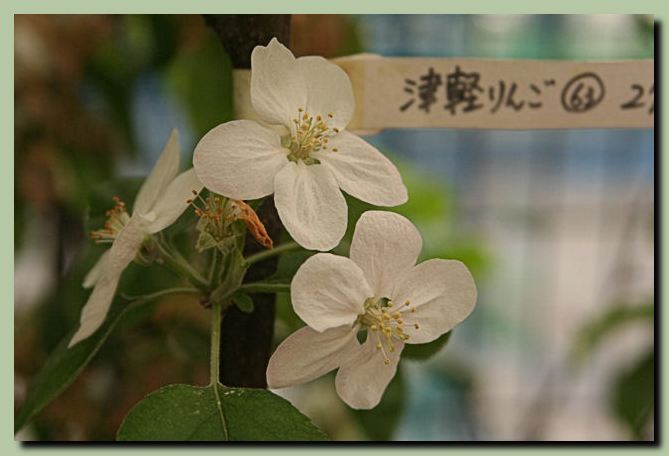 f0079990_116644.jpg