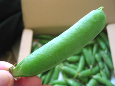 f0049903_143549.jpg