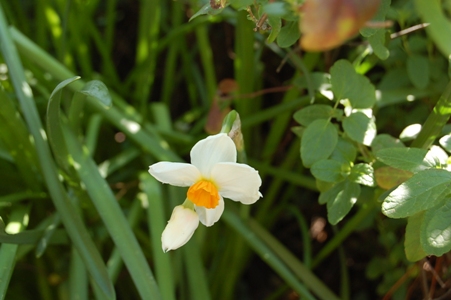 オリヴィエ・ロランジェのビストロの庭　Dans le jardin de ..._f0095128_1839221.jpg