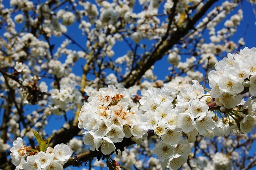 オリヴィエ・ロランジェのビストロの庭　Dans le jardin de ..._f0095128_1854071.jpg