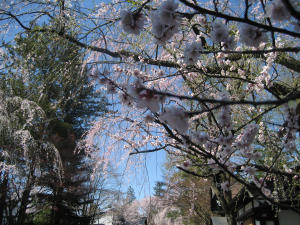 角館の枝垂れ桜に見とれ・・・_f0011734_1355345.jpg