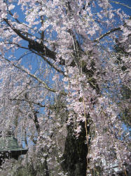 角館の枝垂れ桜に見とれ・・・_f0011734_140011.jpg