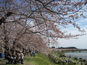 角館の枝垂れ桜に見とれ・・・_f0011734_1491236.jpg