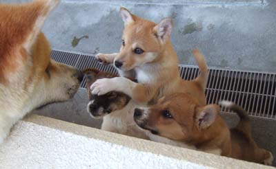 愛媛県動物愛護センター お竹さんは心配症