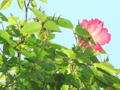 e0109336_21132018.jpg