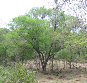 e0049740_17322672.jpg