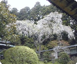 みちのく珍道中　其の二　瑞巌寺と円通院_f0096147_1362541.jpg