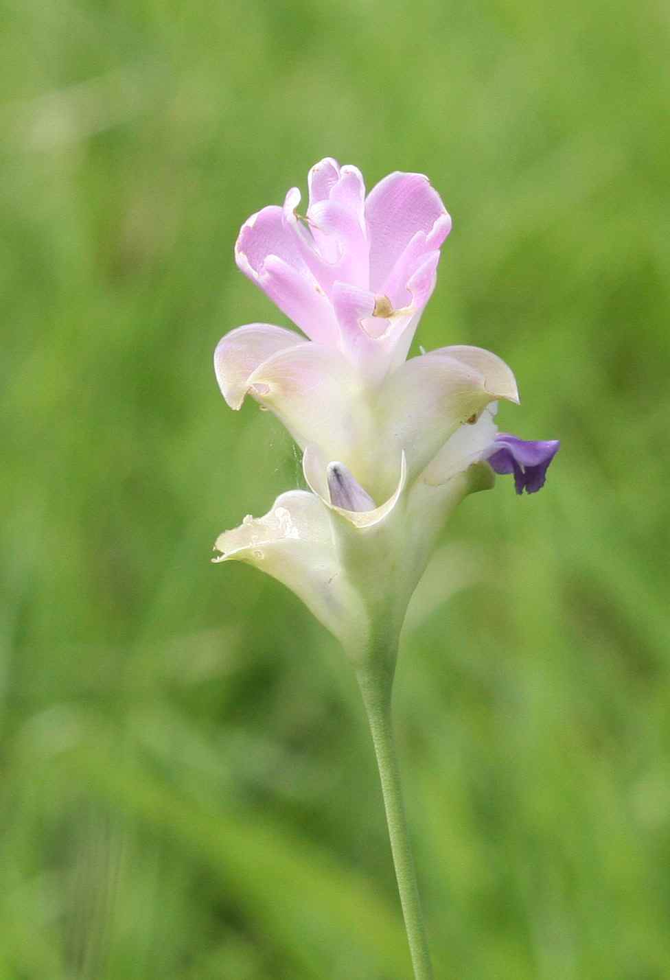 ピンク色のショウガの花　その２　（２００７年５月０4日）_a0094850_14164746.jpg