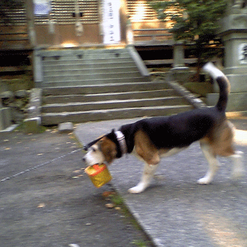 b0005652_10211751.gif