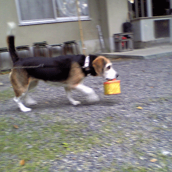 b0005652_10213785.gif