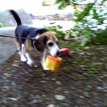 b0005652_10215723.gif