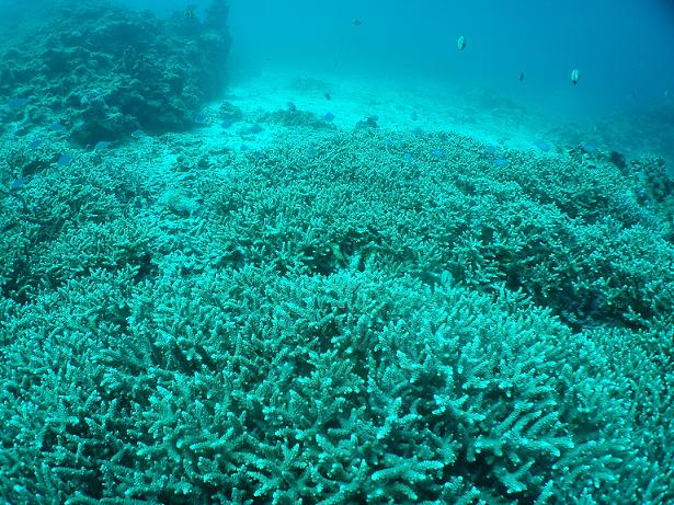 ５月３日 沖縄本島　１日目_c0020054_22513872.jpg