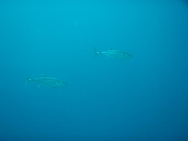 ５月３日 沖縄本島　１日目_c0020054_23142639.jpg