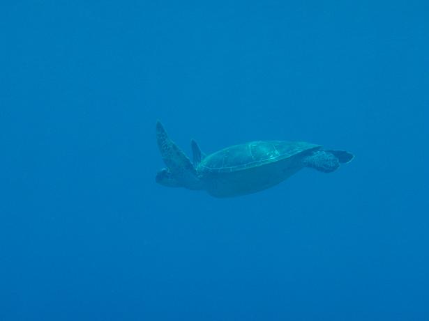 ５月３日 沖縄本島　１日目_c0020054_2344585.jpg