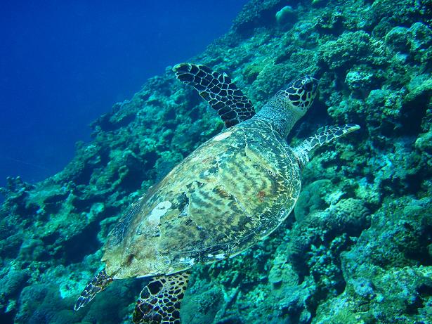 ５月３日 沖縄本島　１日目_c0020054_2381032.jpg