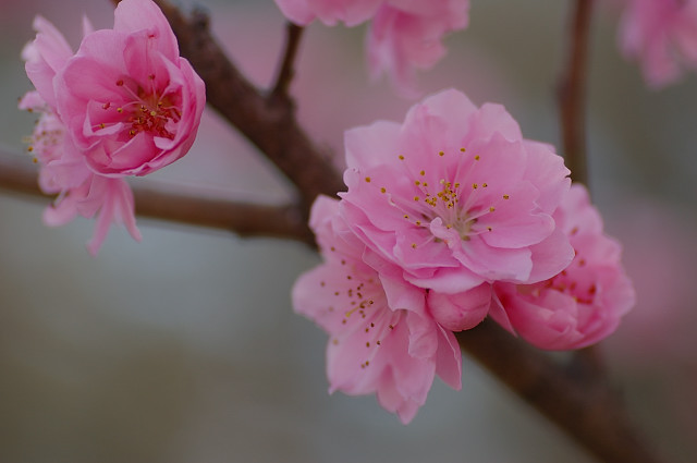 忍野界隈の桜は少し残っている_b0030558_181493.jpg