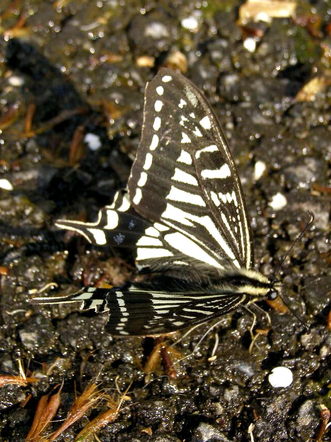 e0064158_01602.jpg