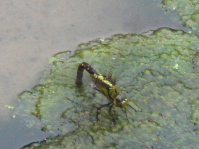 c0108460_21294494.jpg