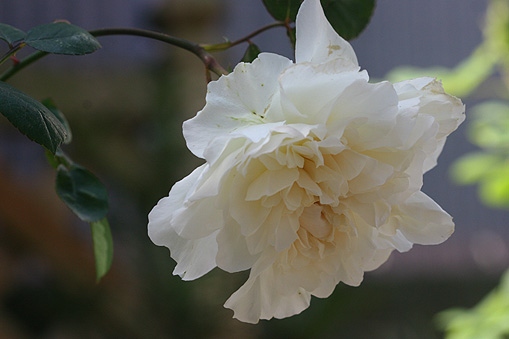 c0006870_17463523.jpg