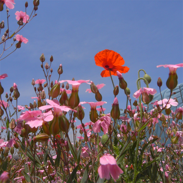 うちの花　かすみ草とひなげし_e0005670_12451950.jpg