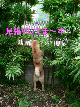 柴犬すみれ・・番犬です_b0088173_21221031.jpg