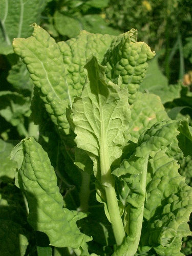 セイヨウアブラナ(西洋油菜)_c0085874_18571543.jpg