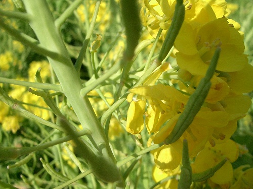 セイヨウアブラナ(西洋油菜)_c0085874_1857341.jpg