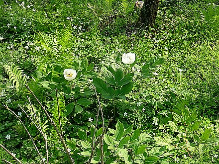 e0022175_17301824.jpg