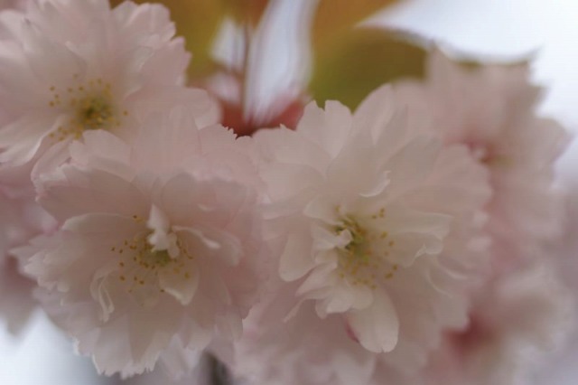 きょうの桜　－御信桜ー_d0079278_22591884.jpg