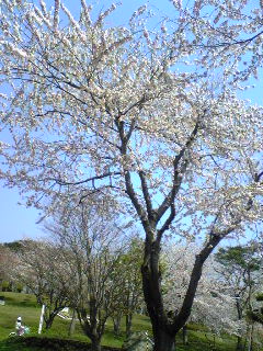 桜_b0001682_16325660.jpg