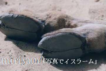 らくだの足裏をみたことありますか 写真でイスラーム らくだの足裏をみたことありますか 写真でイスラーム
