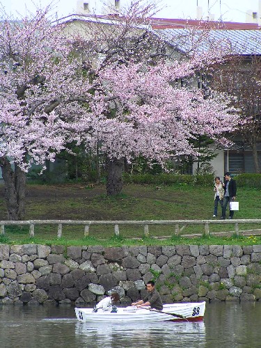 五稜郭公園の桜②_a0067991_12103846.jpg