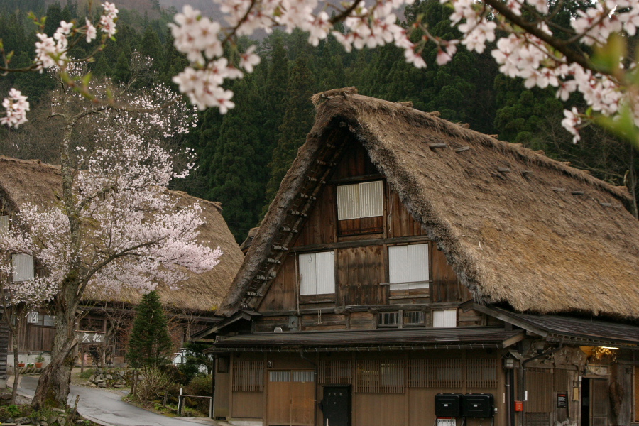 桜咲く白川郷でふらふら_b0029997_9405569.jpg