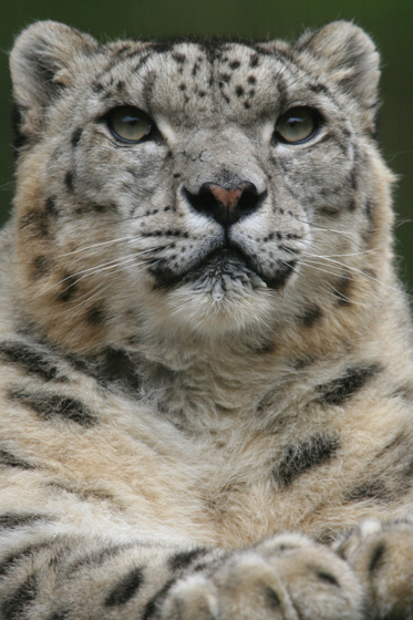 シンギズ四態_b0016600_15351976.jpg