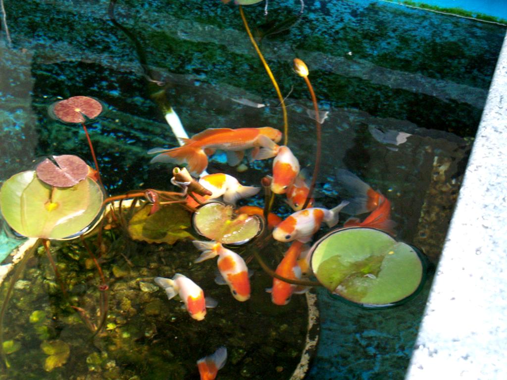FRP水槽 : 四季の庭・錦鯉3